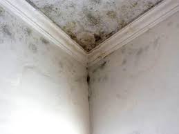 Best Real Estate Mold Inspection  in Ovilla, TX